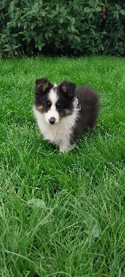 Les chiots de Shetland Sheepdog