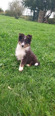 Les chiots de Shetland Sheepdog