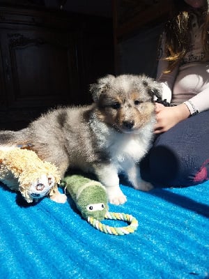 Les chiots de Shetland Sheepdog