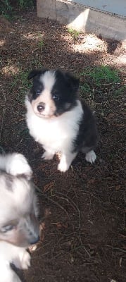 Les chiots de Shetland Sheepdog