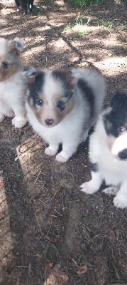 Les chiots de Shetland Sheepdog