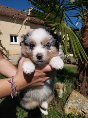 Les chiots de Berger Américain Miniature 