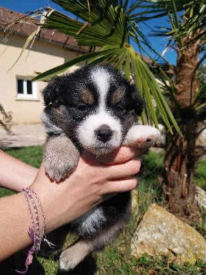 Les chiots de Berger Américain Miniature 