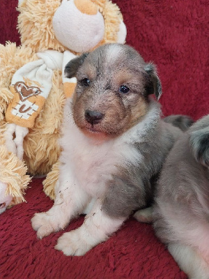 Les chiots de Shetland Sheepdog