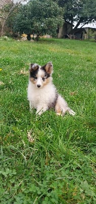 Les chiots de Shetland Sheepdog