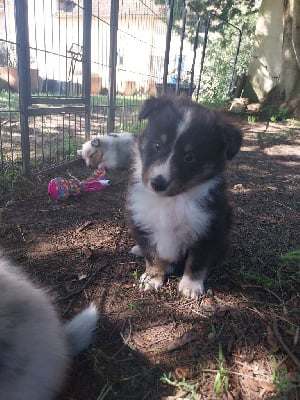 Les chiots de Shetland Sheepdog