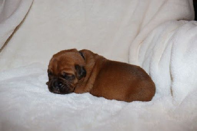 Les chiots de Dogue de Bordeaux