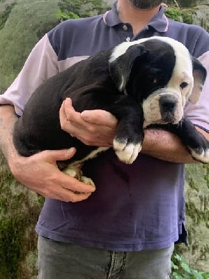 Les chiots de Bulldog continental