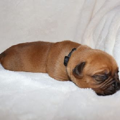 Les chiots de Dogue de Bordeaux