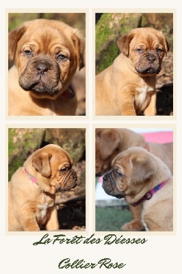 Les chiots de Dogue de Bordeaux