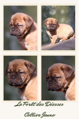 Les chiots de Dogue de Bordeaux