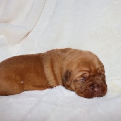 Les chiots de Dogue de Bordeaux