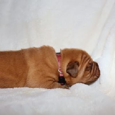 Les chiots de Dogue de Bordeaux