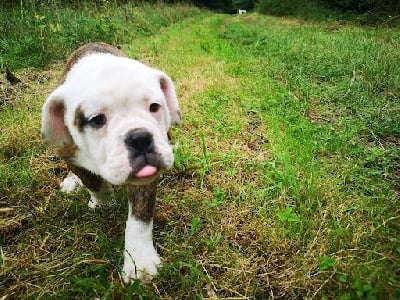 Les chiots de Bulldog continental