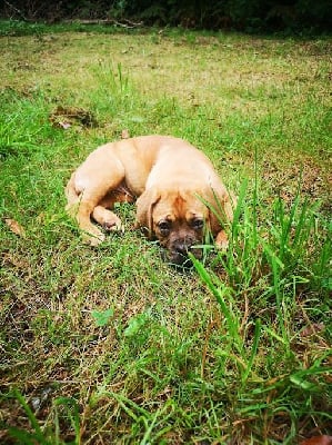 Les chiots de Dogue de Bordeaux