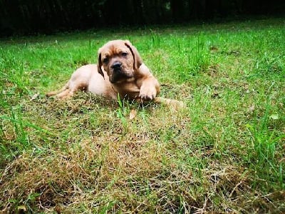 Les chiots de Dogue de Bordeaux