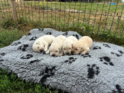 Les chiots de Golden Retriever