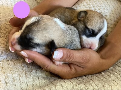 Les chiots de Welsh Corgi Pembroke