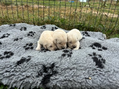 Les chiots de Golden Retriever