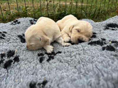 Les chiots de Golden Retriever