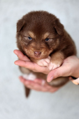 Les chiots de Berger Australien