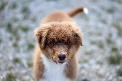 Les chiots de Berger Australien