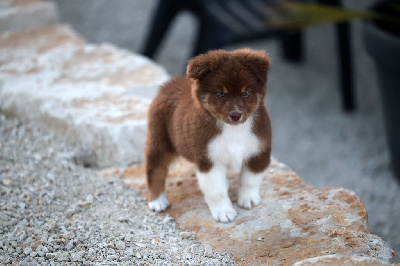 Les chiots de Berger Australien