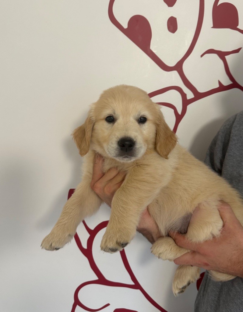 Collier vert - Golden Retriever