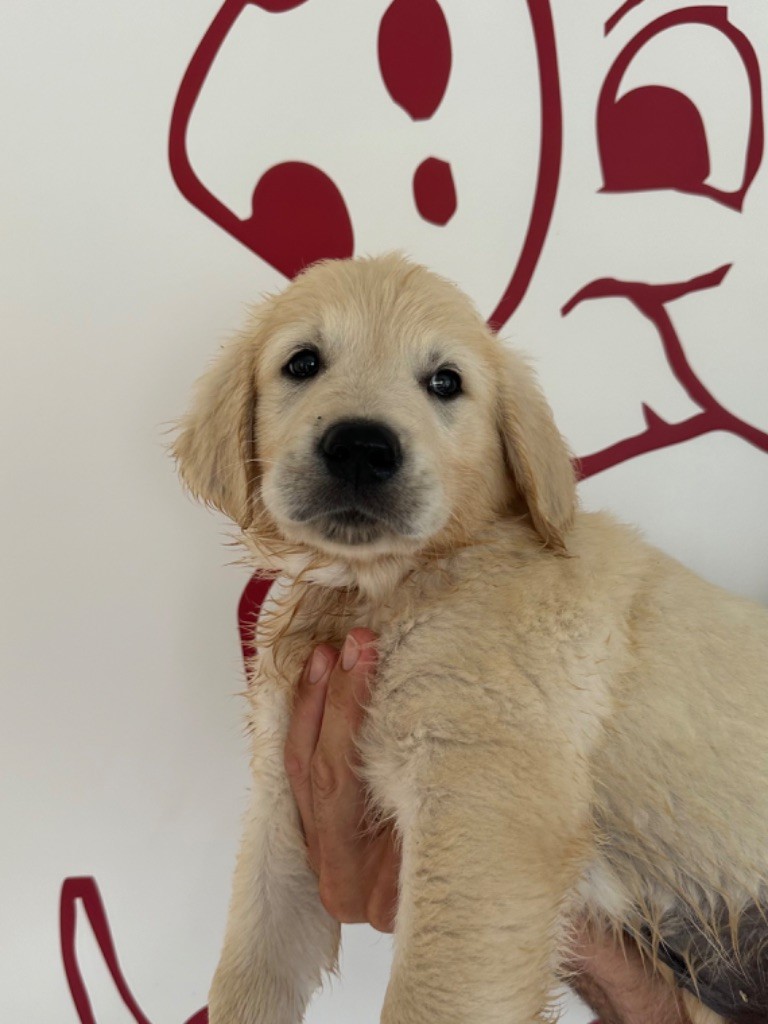 Bordeaux - Golden Retriever