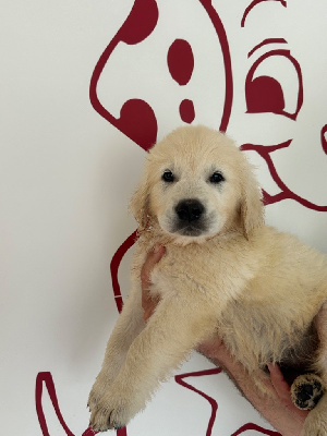 Les chiots de Golden Retriever