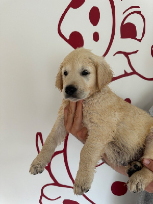 Les chiots de Golden Retriever