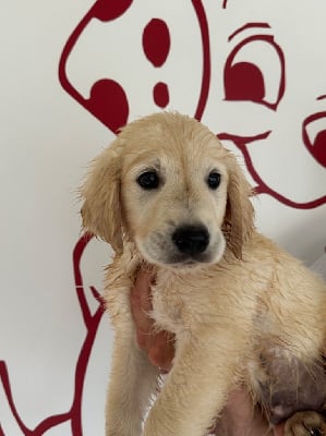 Turquoise - Golden Retriever