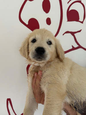 Les chiots de Golden Retriever