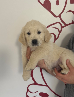 Les chiots de Golden Retriever