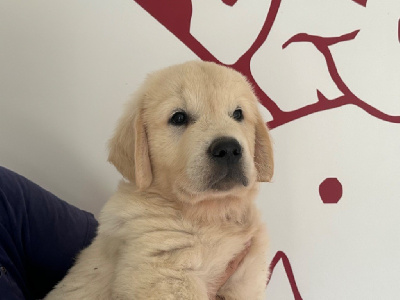 Les chiots de Golden Retriever