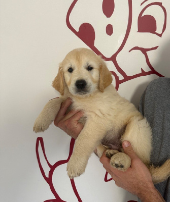 Les chiots de Golden Retriever