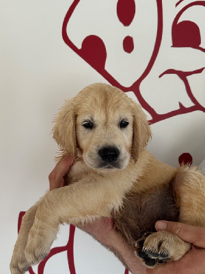 Les chiots de Golden Retriever