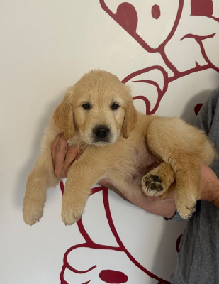 Les chiots de Golden Retriever