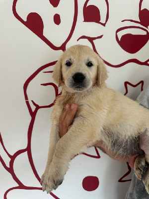 Les chiots de Golden Retriever