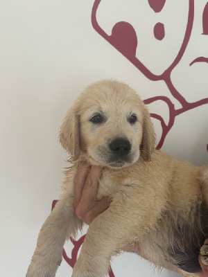 Les chiots de Golden Retriever