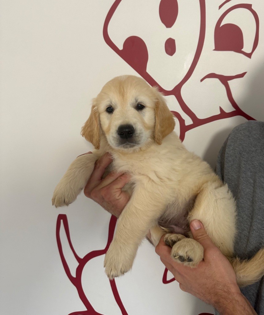 Collier marron - Golden Retriever