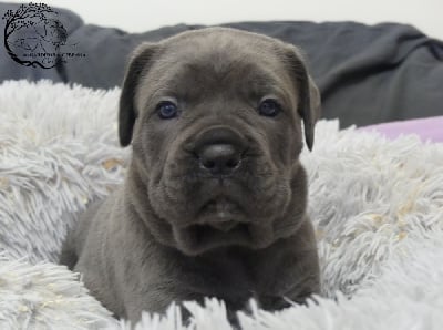 Les chiots de Cane Corso