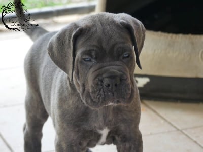 Les chiots de Cane Corso