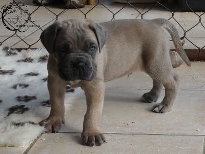 Les chiots de Cane Corso