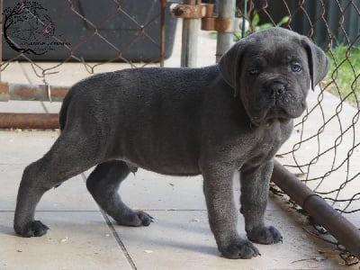 Les chiots de Cane Corso