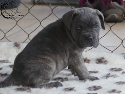 Les chiots de Cane Corso