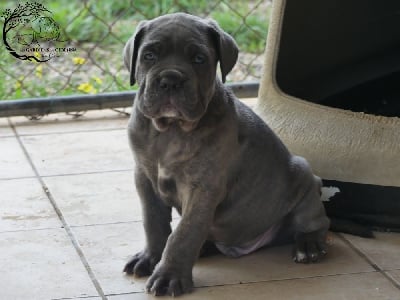 Les chiots de Cane Corso