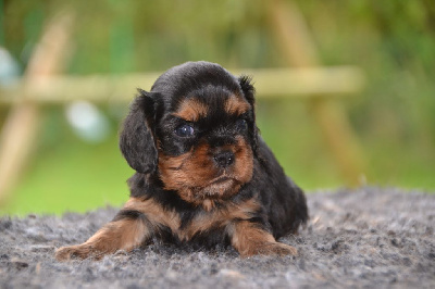 Les chiots de Cavalier King Charles Spaniel