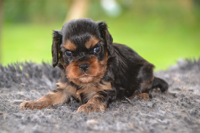 Les chiots de Cavalier King Charles Spaniel