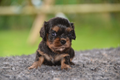 Les chiots de Cavalier King Charles Spaniel